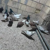 پرنده|پرنده|بندر ماهشهر, |دیوار