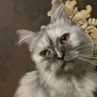 بریتش 10 ماهه عقیم نشده ماده بلاک گلد