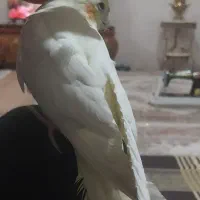 عروس هلندی گمشده