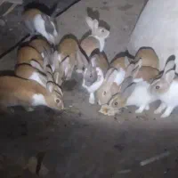 خرگوش|موش و خرگوش|زابل, |دیوار