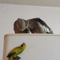 عروس هلندی سه ماهه فروشی|پرنده|پاکدشت, پاکدشت (مامازند)|دیوار