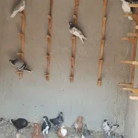 شهری|پرنده|بندر کنگان, |دیوار
