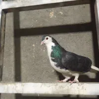 چپ سیا ماده