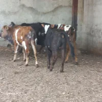 ۶ راس گیلدورگ جنس