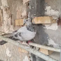 دورگ|پرنده|اهواز, کوی باهنر|دیوار