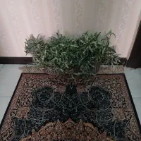 تعدادی گل و استند گل و درختچه|گل مصنوعی|اسلامشهر, شهرک قائمیه|دیوار