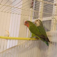 کوتوله بشرط تخم|پرنده|تایباد, |دیوار