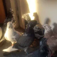 کبوتر فردیس