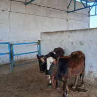 گوساله ماده ونرشیری|حیوانات مزرعه|مشهد, خرم آباد|دیوار