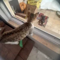 گربه ملوس ناز نازی|گربه|کوچصفهان, |دیوار