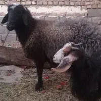 میش|حیوانات مزرعه|فردوس (خراسان), |دیوار