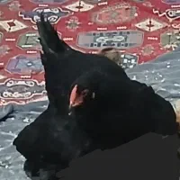 مرغ کرک کرچ