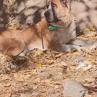 واگذاری ماده خراسانی