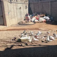 کفتر‌پرشی