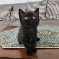 بچه گربه بریتیش