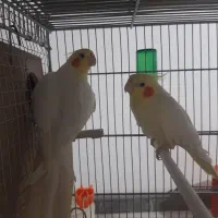 عروس هلندی مولد