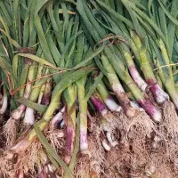 تره سیر تازه