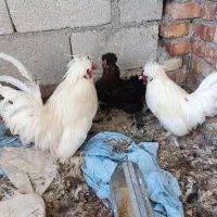 مرغ و خروس پاکوتاه چینی|حیوانات مزرعه|پیرانشهر, |دیوار