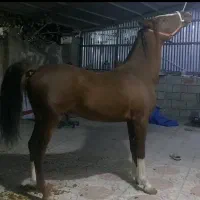 کره اسب نر سالار ۲|اسب و تجهیزات اسب‌سواری|یاسوج, |دیوار