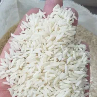 برنج صدریگرم (زرد دُم) ارگانیک