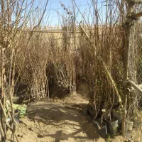 فروش انواع نهال مثمر و غیره . زیر قیمت