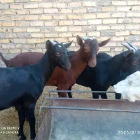 بزغاله نر مورسیا