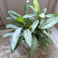گل‌گلدان‌طبیعی‌سالم‌سرحال