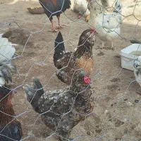 تخم مرغ|حیوانات مزرعه|قیدار, |دیوار