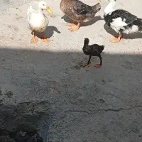 بشوش