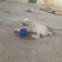 فروش سگ|سگ|زاهدان, |دیوار