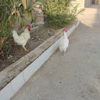 خروس فروشی|حیوانات مزرعه|زرقان, |دیوار