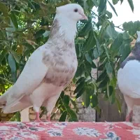 کفتر چناران