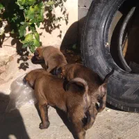 توله بلژیک مالینیو|سگ|سمیرم, |دیوار