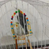 عروس هلندی نر ماده