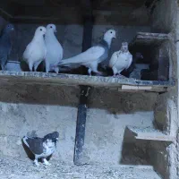 کفتر غریبگیر