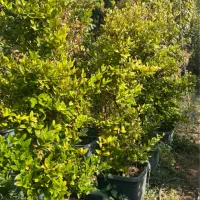 یاس هلندی|گل و گیاه طبیعی|محمدشهر, کوی بهار|دیوار