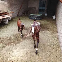 بز افغانی نرمانده بفروش میرسد