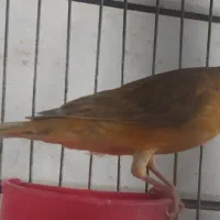 یک عدد قناری نر وتعدادی فنج انگلیسی واورنج اروپایی