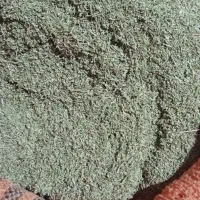 اویشن شیرازی.برگ