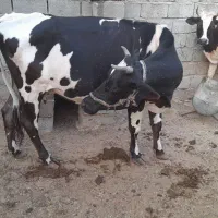 گاو ارم فکر کنم اوسن ۵ماه قیمت ۷۵|حیوانات مزرعه|خمیر, |دیوار