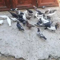 20جفت کبوتر تهرانی بگرد درجه یک با چند عدد دمی و|پرنده|الشتر, |دیوار