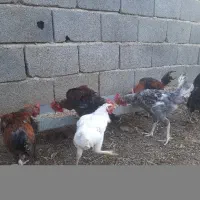 جوجه خروس