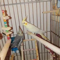 عروس هلندی جفت|پرنده|تهران, باغ خزانه|دیوار