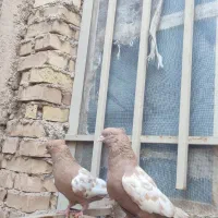 کبوتر سینه ایی زرد نر ماده
