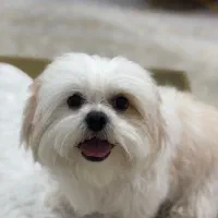 سگ شیتزو|سگ|مراغه, |دیوار