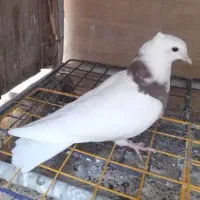 پرنده کبوتر
