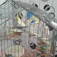 فروش عروس و مرغ عشق|پرنده|تفرش, |دیوار