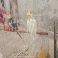 عروس هلندی|پرنده|بوشهر, |دیوار