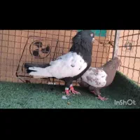 رنگی دوری|پرنده|دزفول, |دیوار