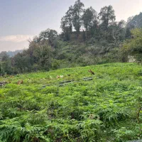 زمینی برای ساختن اعتبار ۵۰۰ متر باویوی ابدی|فروش زمین و ملک کلنگی|آستارا, |دیوار